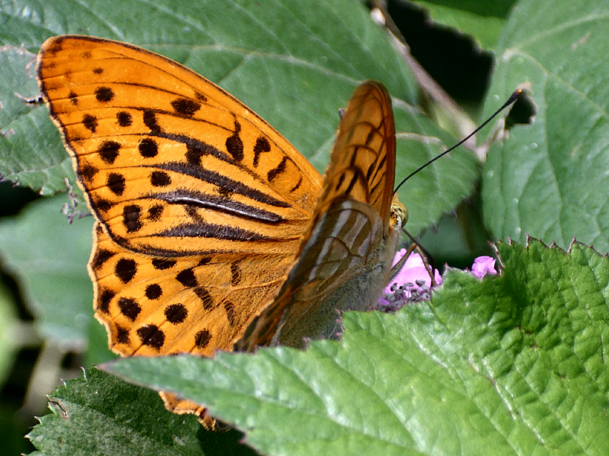 farfalla da identificare